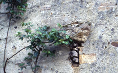 Puy Larousse, Linards