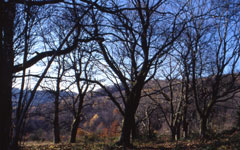 Les Gadoux, Saint-Gilles-les-Forêts