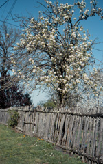 Moussanas, Châteauneuf-la-Forêt